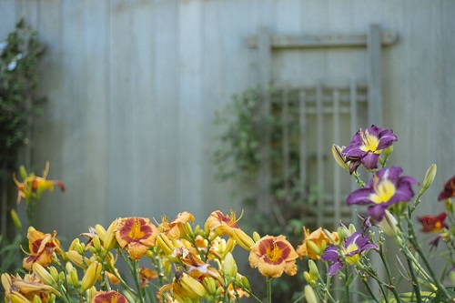 preventivo giardino